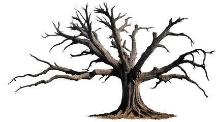Majestic Hollow Tree Surrounded by Bare Branches in Nature Scene