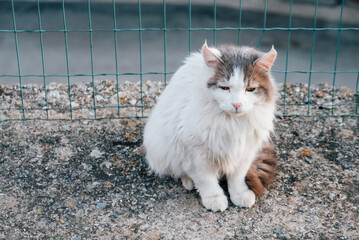 Beautiful longhaired cat outdoors. Copy space for text.