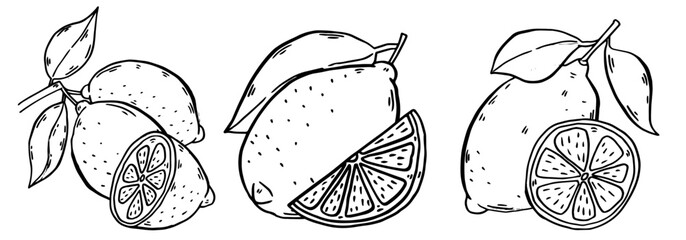 lemon Hand drawn set. Vintage lime orange or lemon fruits blossom and branches. Vector black ink outline food sketch illustrations with juicy piece and peel fruit for health fresh drinks