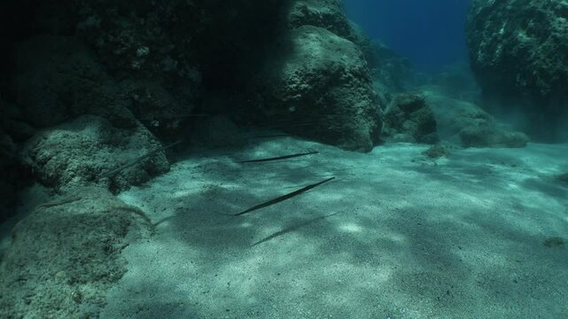 cornet fish school and sun reflections cornetfish fistularia underwater ocean scenery Fistularia commersonii