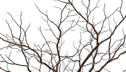 Fototapeta premium Bare, twisted branches isolated on pure white backdrop, white background, flora