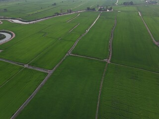 Green rice Fileds aerial top view Thailand countryside landscape
