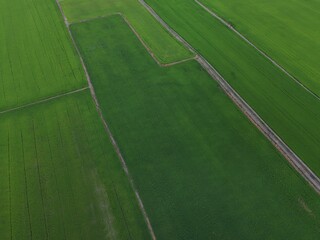 Obraz premium Green rice Fileds aerial top view Thailand countryside landscape
