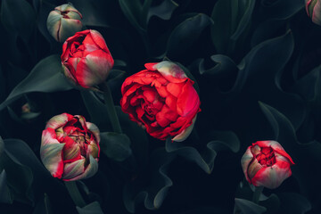 Beautiful colorful terry tulips blooming in the garden, close-up view. Natural floral texture for...