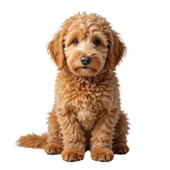 Adorable brown fluffy poodle puppy isolated on transparent background