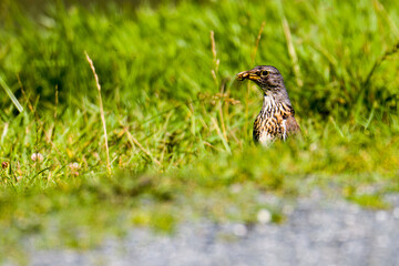 Wacholderdrossel ( Turdus pilaris ) bei der Futtersuche im Sommer	