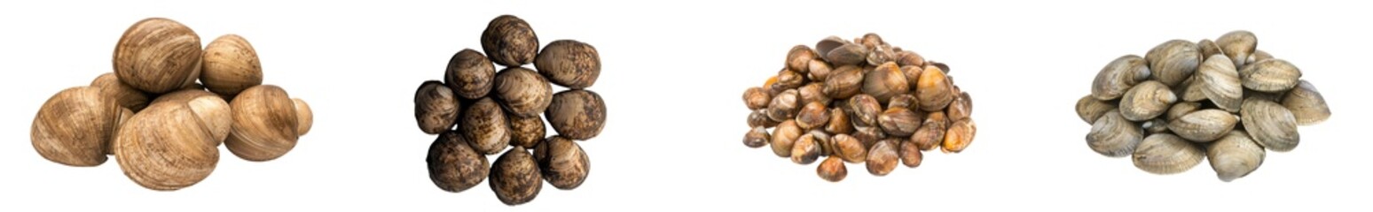 Edible raw clams, a delicacy, are displayed in isolation on a plain white background for viewing