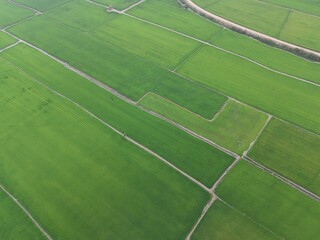Obraz premium Green rice Fileds aerial top view Thailand countryside landscape