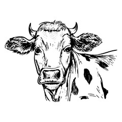 Vector illustration of hand drawn cow. Black and white graphics, thin lines.