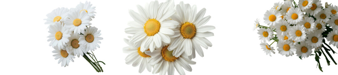 Fototapeta premium A beautiful white flower, known as Daisy, Marguerite, or chamomile, is isolated on a white background, accompanied by a clipping path, and features a full depth of field resulting from the use of