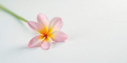 Obraz premium A delicate single flower with soft colors on a plain white surface, gentle, color, white