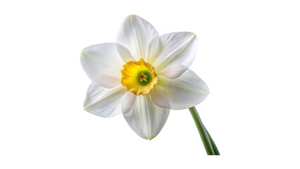 Fototapeta premium Single Elegant White Daffodil with Soft Flowing Petals on a Transparent Background
