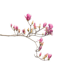 magnolia branch isolated on white background