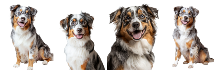 The cross between a Border Collie and a Bernese Mountain Dog, known as a Bordernese, is pictured isolated on a white backdrop