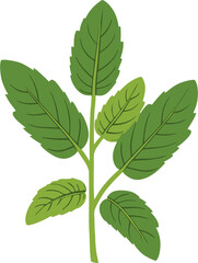 Fresh green mint leaves on a vibrant background. Herbal plant logo vector illustration