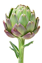 Isolated Single Artichoke