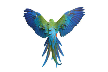 Obraz premium Beautiful feathers on the back of Harlequin Macaw parrot isolated on transparent background png file