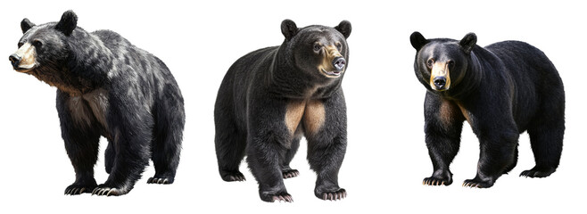 A transparent PNG image displays a black bear standing by itself on a simple white background