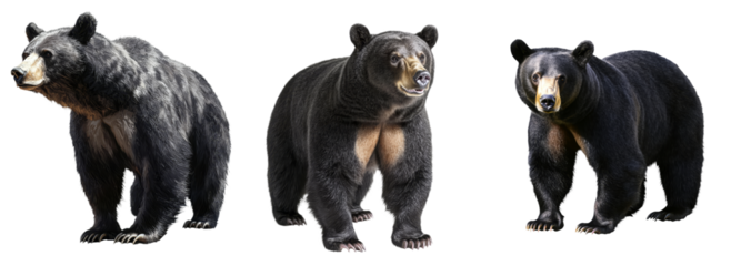 A transparent PNG image displays a black bear standing by itself on a simple white background