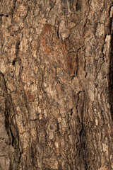Embossed texture of the bark of oak. Panoramic photo of the oak texture.