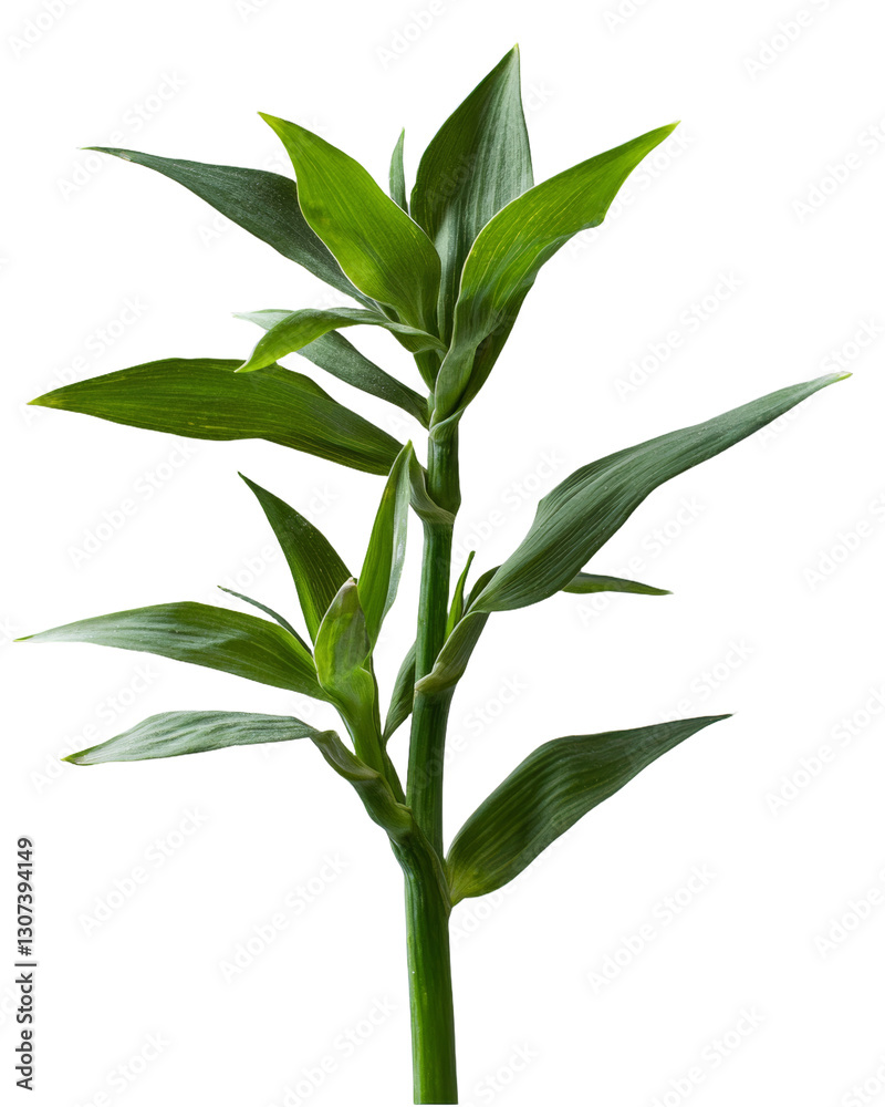 Poster clipping of green grass isolated on a white background with visible texture