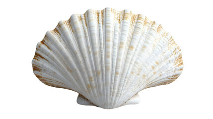 Seashell Rests Perfectly Isolated on White Background