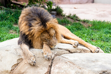 Naklejka premium Lion taking a nap on a rock.