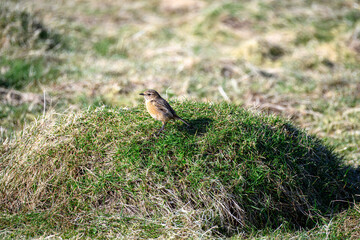 female stonechat saxicola rubicola perched on a grass hillock