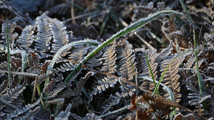 Frost-covered grass and ferns
