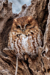 Eastern Screech Owl Red Morph