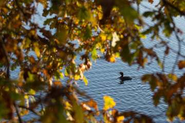 Waterfowl on blue water behind yellow autumn leaves of coastal tree