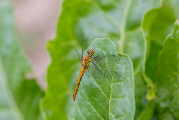 closeup of dragonfly on leaf in nature