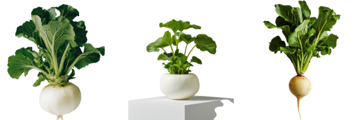 The picture presents a fresh white turnip isolated against a white background in transparent PNG format
