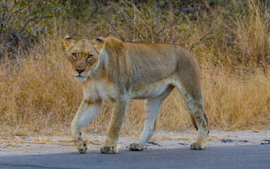 South African Lion