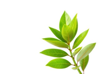 Fototapeta premium Single vibrant green plant isolated on pure white background, plant, single plant