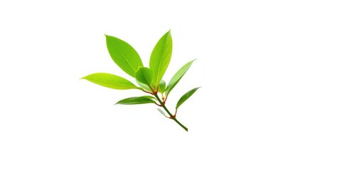 Single vibrant green plant, isolated on pure white background, detail, macro