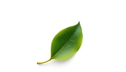 Single leaf, gently curled, isolated on pure white background, leaf, organic