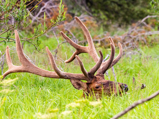 Massive bull elk bedded down in the grass in the Rocky Mountains of Colorado.