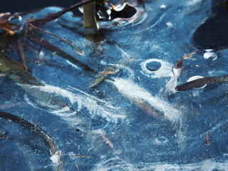 Frozen Water Surface with Ice Fractures Near Reeds