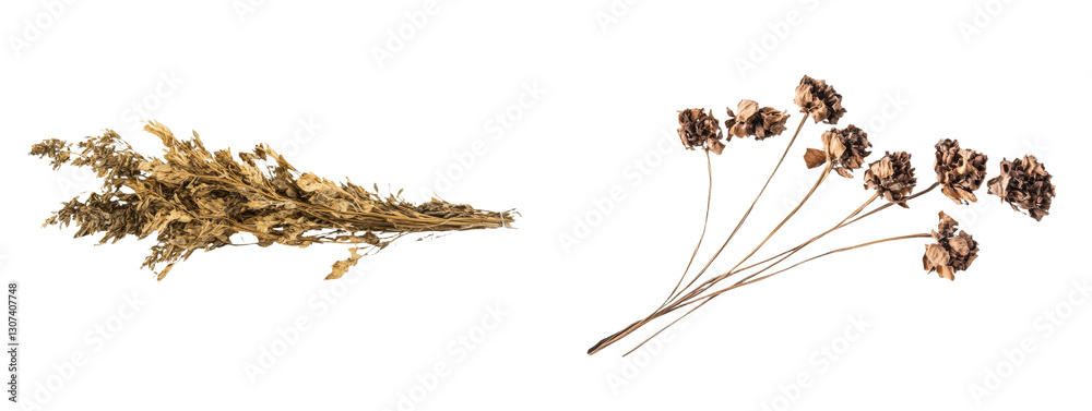 Poster Dry grass and seeds are depicted on a white background in this image, which features a clipping path