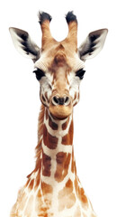 Obraz premium PNG Double exposure photography giraffe and forest wildlife animal mammal.