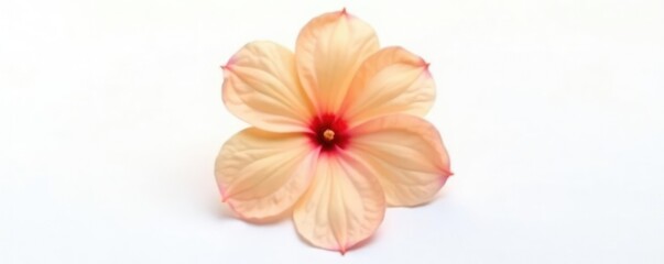 Simple and clean isolated single flower on white background, white background, petal