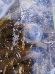 Ice Bubble Trapped in Frozen Lake Surface