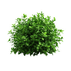 Obraz premium Lush green bush with vibrant foliage
