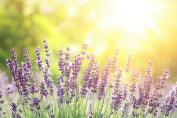 Naklejka premium A field of lavender flowers blooming under bright sunlight.