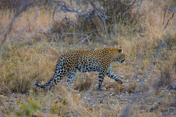 South Africa, Leopard