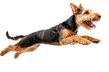 Dog jumping joyfully in mid-air with a playful expression indoors during a sunny day