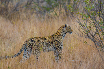 South Africa, Leopard