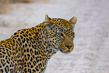 South Africa, Leopard