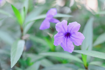 Purple flowers on a natural background